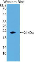 Western Blot; Sample: Recombinant protein.