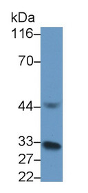 Western Blot; Sample: Recombinant protein.