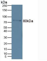 Western Blot; Sample: Mouse Marrow Tissue.