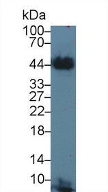 Western Blot; Sample: Bovine Cerebrum lysate; Primary Ab: 3µg/ml Rabbit Anti-Bovine TF Antibody Second Ab: 0.2µg/mL HRP-Linked Caprine Anti-Rabbit IgG Polyclonal Antibody