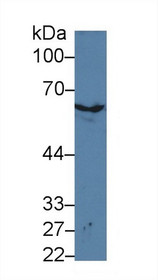 Western Blot; Sample: Mouse Skin lysate; Primary Ab: 3µg/ml Rabbit Anti-Mouse KRT2 Antibody Second Ab: 0.2µg/mL HRP-Linked Caprine Anti-Rabbit IgG Polyclonal Antibody
