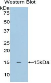 Western Blot; Sample: Recombinant protein.