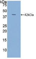 Western Blot; Sample: Recombinant NT-ProANP, Human.