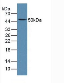 Western Blot; Sample: Mouse Thymus Tissue.