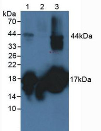 Western Blot; Sample: Lane1: Porcine Serum; Lane2: Porcine Skeletal Muscle Tissue; Lane3: Porcine Brain Tissue.