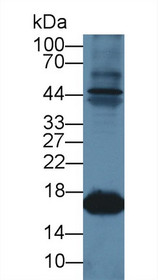 Western Blot; Sample: Caprine Skeletal muscle lysate; Primary Ab: 1µg/ml Rabbit Anti-Ovine MYO Antibody Second Ab: 0.2µg/mL HRP-Linked Caprine Anti-Rabbit IgG Polyclonal Antibody