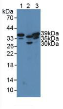 Western Blot; Sample: Lane1: Mouse Brain Tissue; Lane2: Mouse Heart Tissue; Lane3: Rat Brain Tissue.