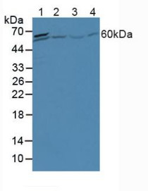Western Blot; Sample: Lane1: Porcine Liver Tissue; Lane2: Human Hela Cells; Lane3: Human Jurkat Cells; Lane4: Human 293T Cells.