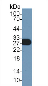 Western Blot; Sample: Mouse Cerebellum lysate; Primary Ab: 1µg/ml Rabbit Anti-Mouse MOG Antibody Second Ab: 0.2µg/mL HRP-Linked Caprine Anti-Rabbit IgG Polyclonal Antibody