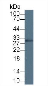 Western Blot; Sample: Porcine Cerebrum lysate; Primary Ab: 5µg/ml Rabbit Anti-Human MOG Antibody Second Ab: 0.2µg/mL HRP-Linked Caprine Anti-Rabbit IgG Polyclonal Antibody