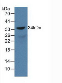 Western Blot; Sample: Recombinant SOX18, Rat.