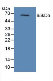 Western Blot; Sample: Mouse Pancreas Tissue.