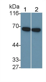 Western Blot; Sample: Recombinant protein.