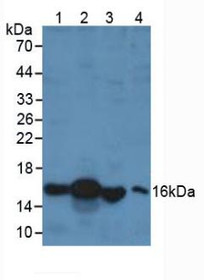Western Blot; Sample: Lane1: Porcine Liver Tissue; Lane2: Human Liver Tissue; Lane3: Rat Testis Tissue; Lane4: Human 293T Cells.