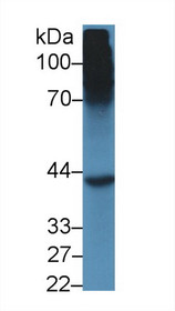 Western Blot; Sample: Mouse Liver lysate; Primary Ab: 5µg/ml Rabbit Anti-Mouse SHBG Antibody Second Ab: 0.2µg/mL HRP-Linked Caprine Anti-Rabbit IgG Polyclonal Antibody