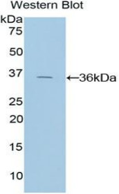 Western Blot; Sample: Recombinant protein.