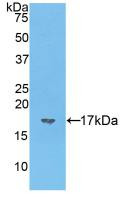 Western Blot; Sample: Recombinant VIP, Mouse.