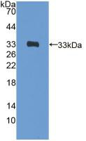 Western Blot; Sample: Recombinant GATA4, Rat.