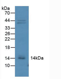 Western Blot; Sample: Mouse Kidney Tissue.