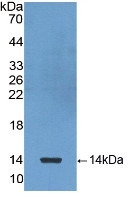 Western Blot; Sample: Recombinant protein.