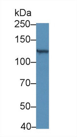 Western Blot; Sample: Mouse Eye lysate; Primary Ab: 5µg/ml Rabbit Anti-Mouse RBP3 Antibody Second Ab: 0.2µg/mL HRP-Linked Caprine Anti-Rabbit IgG Polyclonal Antibody