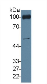 Western Blot; Sample: Mouse Blood Cells lysate; Primary Ab: 4µg/ml Rabbit Anti-Mouse PECAM1 Antibody Second Ab: 0.2µg/mL HRP-Linked Caprine Anti-Rabbit IgG Polyclonal Antibody