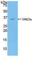 Western Blot; Sample: Recombinant TAF1, Human.