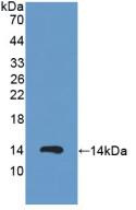 Western Blot; Sample: Recombinant PKIa, Human.