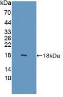 Western Blot; Sample: Recombinant FABP6, Human.