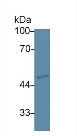 Western Blot; Sample: Human Hela cell lysate; Primary Ab: 3µg/ml Rabbit Anti-Mouse GATA2 Antibody Second Ab: 0.2µg/mL HRP-Linked Caprine Anti-Rabbit IgG Polyclonal Antibody