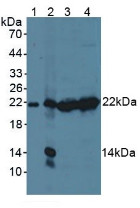 Western Blot; Sample: Lane1: Mouse Serum; Lane2: Mouse Liver Tissue; Lane3: Mouse Thymus Tissue; Lane4: Mouse Spleen Tissue.