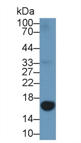 Western Blot; Sample: Human U2OS cell lysate; ;Primary Ab: 1µg/ml Rabbit Anti-Porcine GAL1 Antibody;Second Ab: 0.2µg/mL HRP-Linked Caprine Anti-Rabbit IgG Polyclonal Antibody;