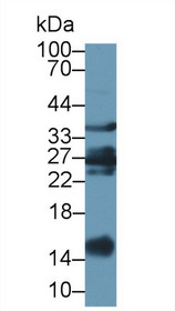 Western Blot; Sample: Caprine Liver lysate; Primary Ab: 1µg/ml Rabbit Anti-Ovine GAL1 Antibody Second Ab: 0.2µg/mL HRP-Linked Caprine Anti-Rabbit IgG Polyclonal Antibody