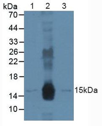 Western Blot; Sample: Lane1: Human A431 Cells; Lane2: Human Raji Cells; Lane3: Mouse Skin Tissue.