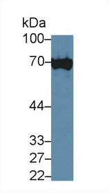 Western Blot; Sample: Human Hela cell lysate; Primary Ab: 3µg/ml Rabbit Anti-Rat XRCC6 Antibody Second Ab: 0.2µg/mL HRP-Linked Caprine Anti-Rabbit IgG Polyclonal Antibody