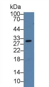 Western Blot; Sample: Rat Serum; Primary Ab: 3µg/ml Rabbit Anti-Rat GAL12 Antibody Second Ab: 0.2µg/mL HRP-Linked Caprine Anti-Rabbit IgG Polyclonal Antibody