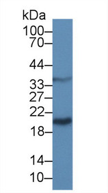 Western Blot; Sample: Mouse Liver lysate; Primary Ab: 5µg/ml Rabbit Anti-Bovine GAL9 Antibody Second Ab: 0.2µg/mL HRP-Linked Caprine Anti-Rabbit IgG Polyclonal Antibody