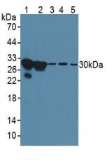Western Blot; Sample: Lane1: Human Hela Cells; Lane2: Human MCF7 Cells; Lane3: Rat Breast Tissue; Lane4: Rat Intestine Tissue; Lane5: Rat Skin Tissue.