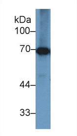 Western Blot; Sample: Bovine Liver lysate; Primary Ab: 1µg/ml Rabbit Anti-Bovine HSPA1B Antibody Second Ab: 0.2µg/mL HRP-Linked Caprine Anti-Rabbit IgG Polyclonal Antibody