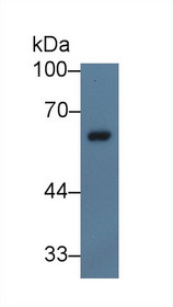 Western Blot; Sample: Porcine Spleen lysate; Primary Ab: 5µg/ml Rabbit Anti-Human NCF2 Antibody Second Ab: 0.2µg/mL HRP-Linked Caprine Anti-Rabbit IgG Polyclonal Antibody