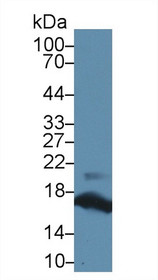 Western Blot; Sample: Mouse Pancreas lysate; Primary Ab: 2µg/ml Rabbit Anti-Human RNASE1 Antibody Second Ab: 0.2µg/mL HRP-Linked Caprine Anti-Rabbit IgG Polyclonal Antibody
