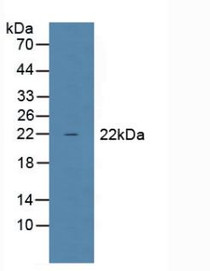 Western Blot; Sample: Mouse Liver Tissue.