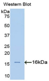Western Blot; Sample: Recombinant protein.