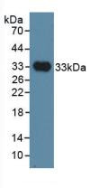 Western Blot; Sample: Recombinant INHBP, Human.