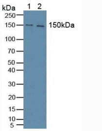 Western Blot; Sample: Lane1: Mouse Brain Tissue; Lane2: Human Hela Cells.
