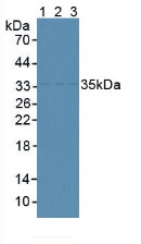 Western Blot; Sample: Lane1: Fetal Mouse Tissue; Lane2: Human Hela Cells; Lane3: Human 293T Cells.