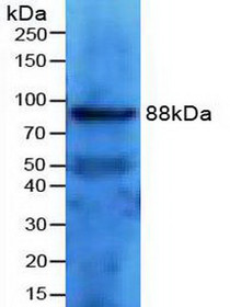 Western Blot; Sample: Mouse Kidney Tissue.