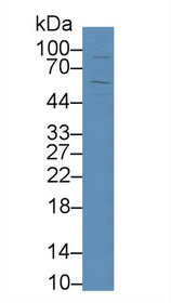 Western Blot; Sample: Mouse Liver lysate; Primary Ab: 5µg/ml Rabbit Anti-Human TFR2 Antibody Second Ab: 0.2µg/mL HRP-Linked Caprine Anti-Rabbit IgG Polyclonal Antibody