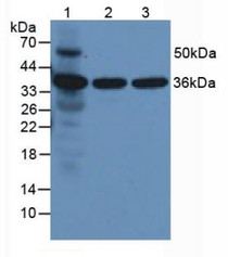 Western Blot; Sample: Lane1: Gallus Lung Tissue; Lane2: Gallus Brain Tissue; Lane3: Gallus Heart Tissue.
