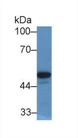 Western Blot; Sample: Human Serum; Primary Ab: 2µg/mL Rabbit Anti-Human PON1 Antibody Second Ab: 0.2µg/mL HRP-Linked Caprine Anti-Rabbit IgG Polyclonal Antibody